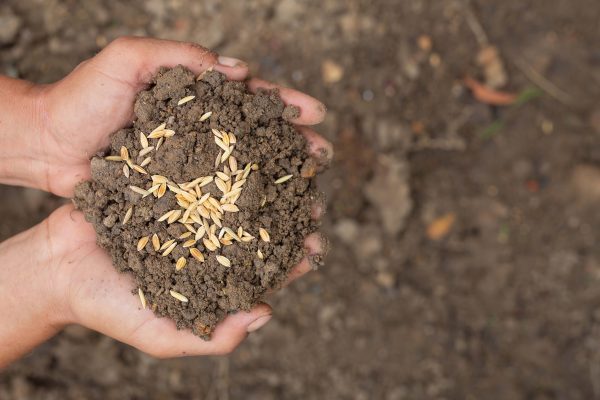 Crop Nutrient