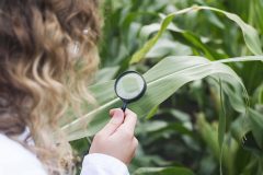 TRADITIONAL CROP CARE